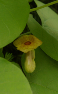 wooly dutchman's pipe 3